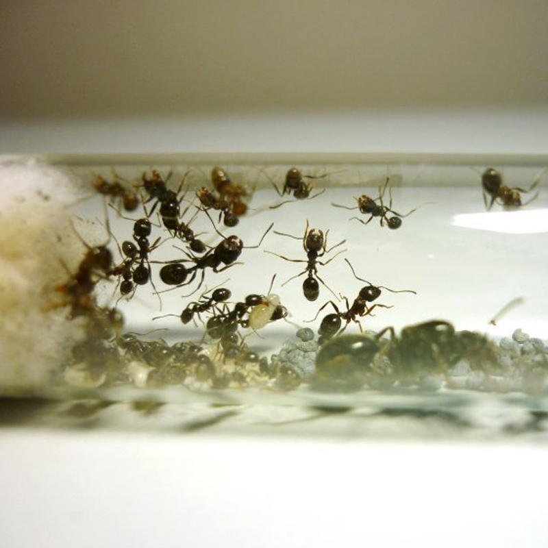 Виды муравьев для формикария