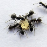 чёрные садовые муравьи Lasius niger