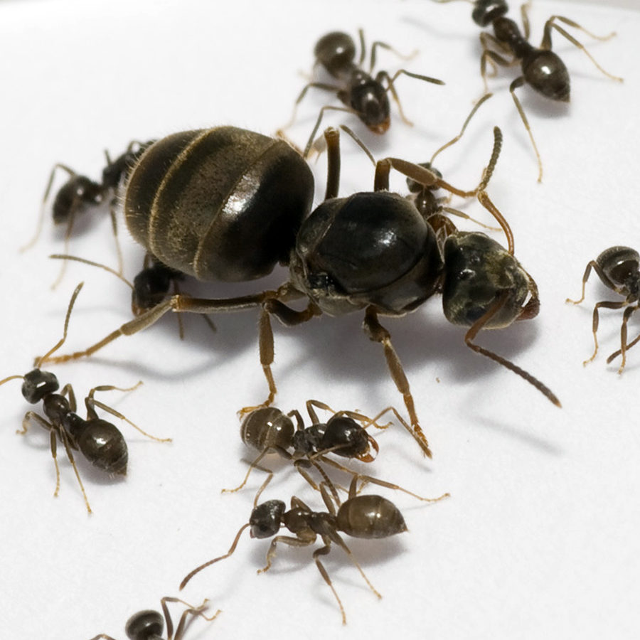 чёрные садовые муравьи Lasius niger